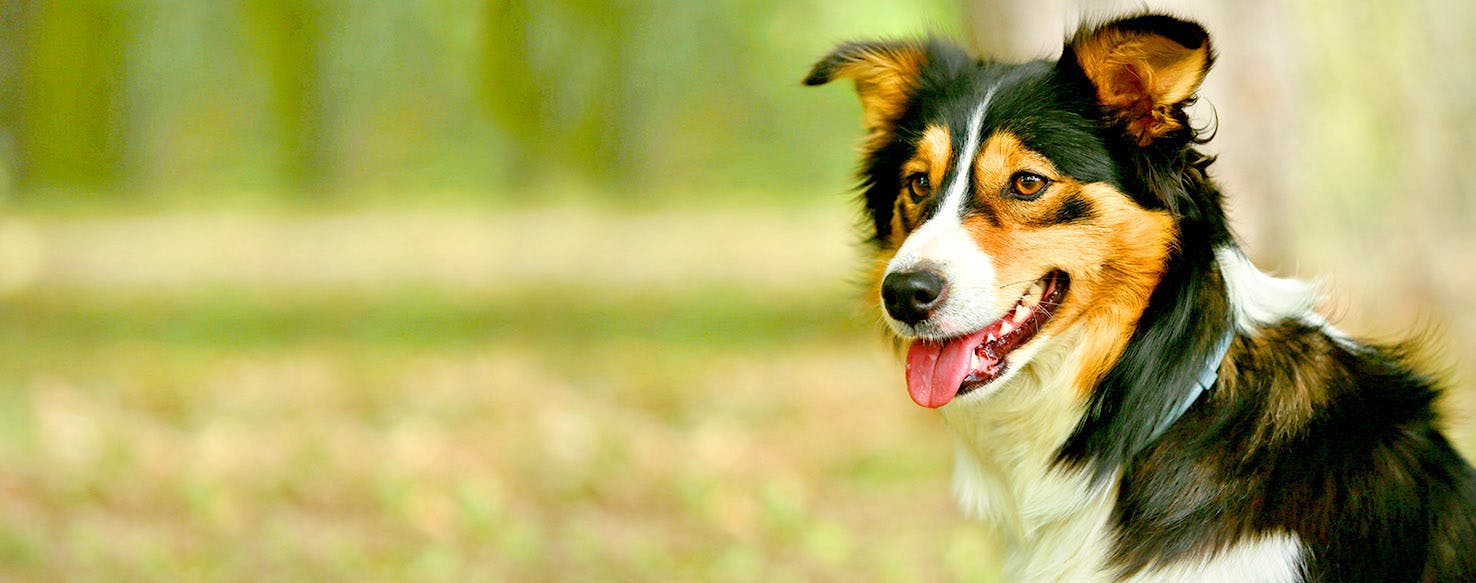 Michigan Dog Names Popular Male and Female Names Wag!